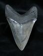 Inch Megalodon Tooth - Nice #1658-1